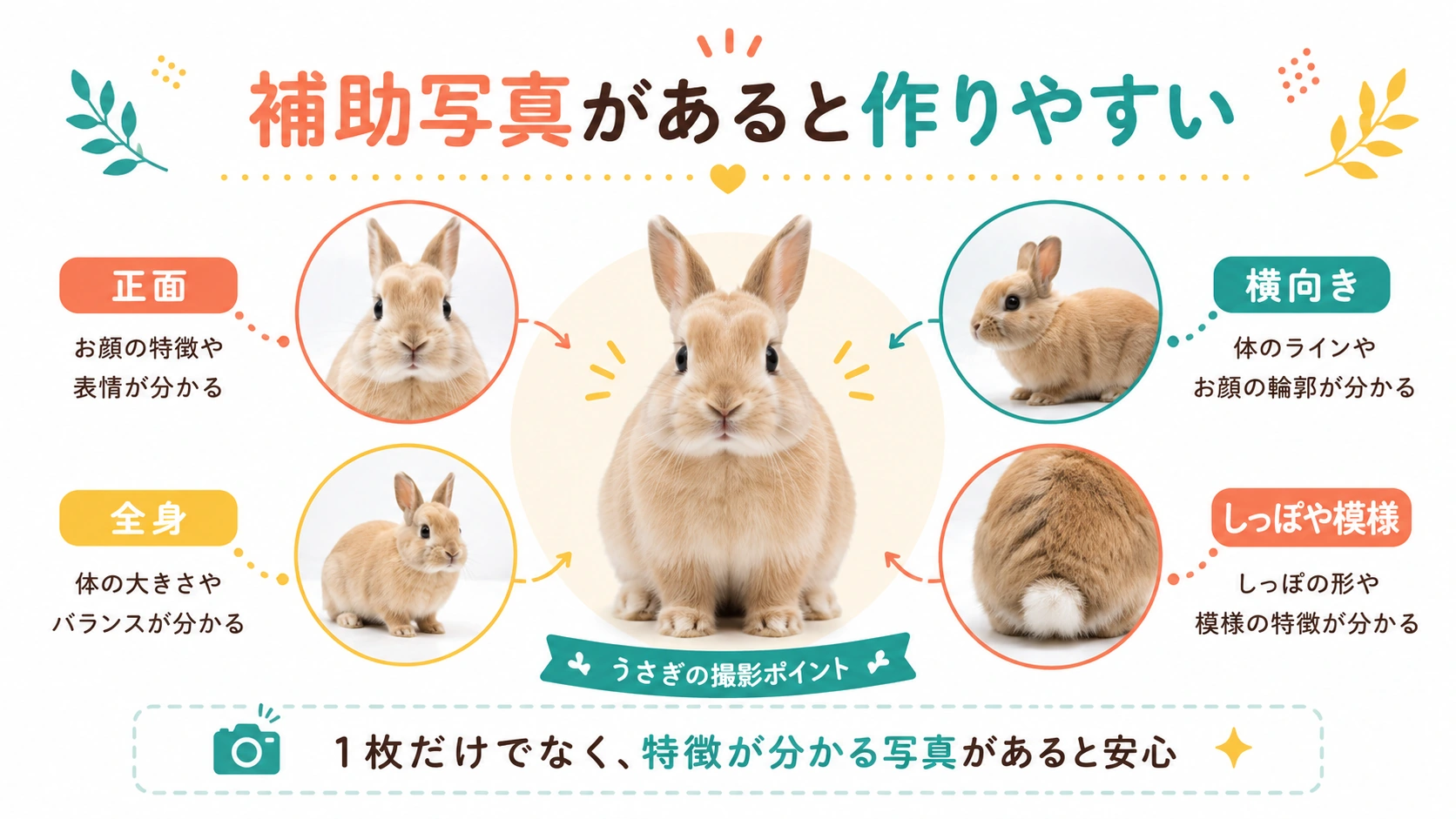 うさぎの正面・横向き・全身など補助写真の撮り方