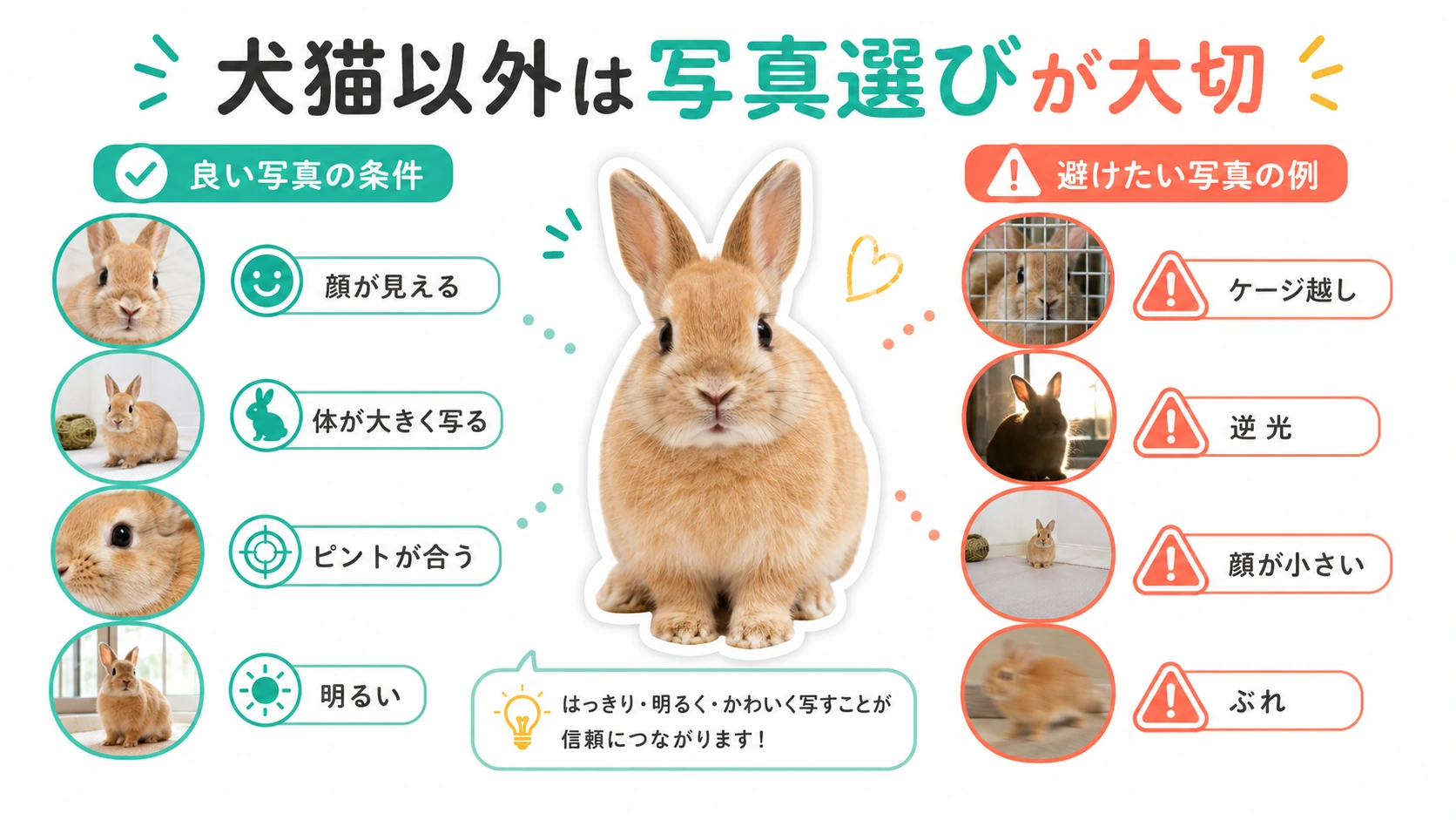 犬猫以外のペットでスタンプに向く写真と避けたい写真